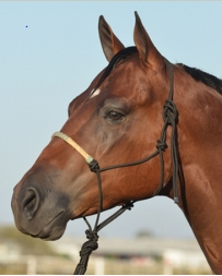Equibrand® Classic Equine