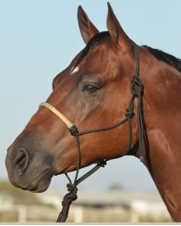 Equibrand® Braided Rawhide Rope Halter