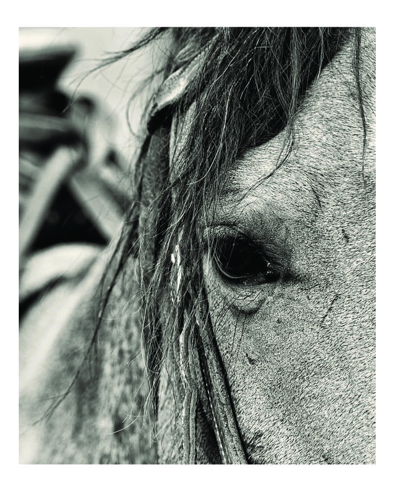 Ranch Life Wild Rags® Men's Rest Silk Wild Rag Fort Brands