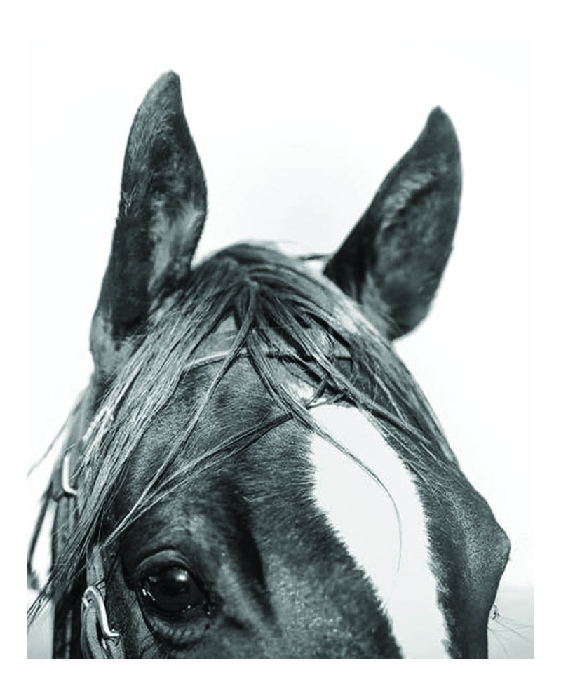 Ranch Life Wild Rags® Men's Always Working Silk Wild Rag Fort Brands