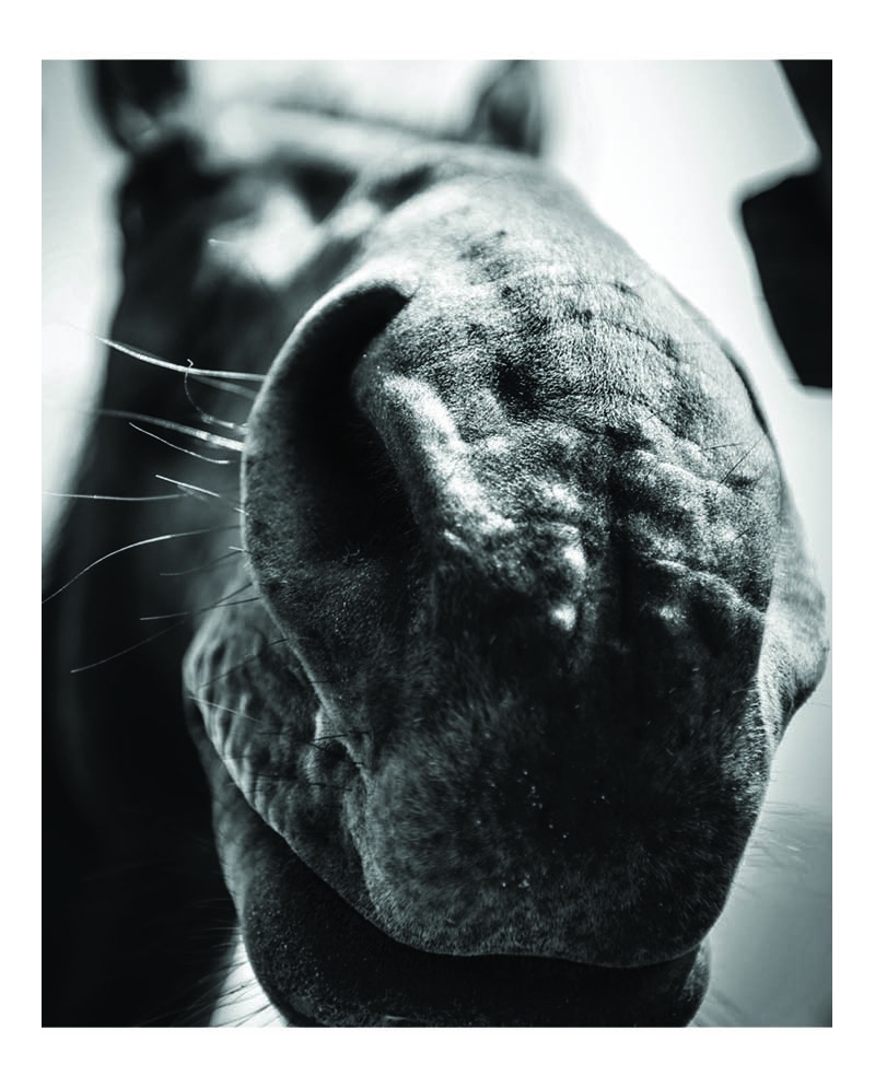 Ranch Life Wild Rags® Men's Affection Silk Wild Rag Fort Brands