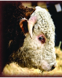 Ranch Life Wild Rags® Men's Bull's Eye Silk Wild Rag