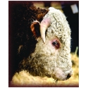 Ranch Life Wild Rags® Men's Bull's Eye Silk Wild Rag