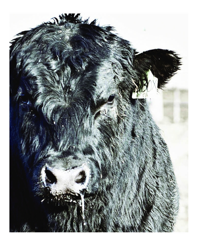 Ranch Life Wild Rags® Men's Boss Silk Wild Rag Fort Brands