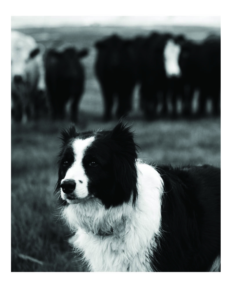 Ranch Life Wild Rags® Men's Behave Silk Wild Rag Fort Brands